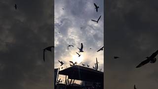 Martıların dansı.. 🎵#Teoman #Hatıralar