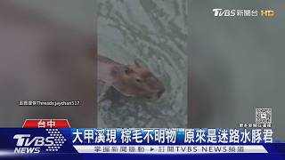 水豚君流浪中！大甲溪畔現蹤「淡定游泳」 居民：已出沒一段時間