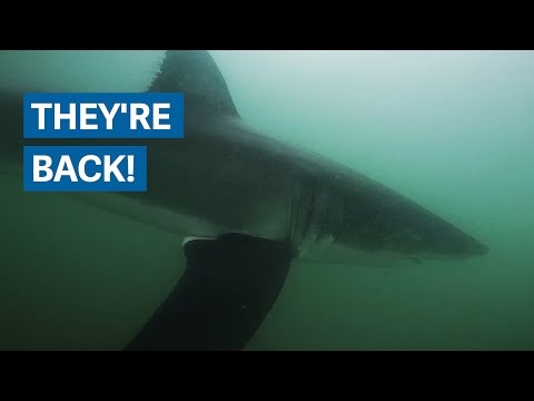 Great white sharks are coming back in California—and that’s a good thing