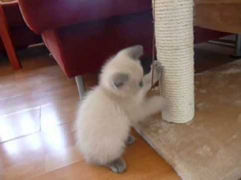 How to teach cat or kitten to use scratching post or cat tree
