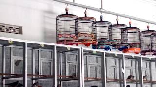 Download lagu AD BF Di Nobatkan Sebagai Peternak Terbesar di Klaten Kandangnya  220 Lebih mp3