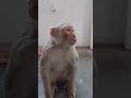 Monkey Fun Comedy Fun Bommai Kutty Monkey Animals Tag Treanding New Tirupur Friends