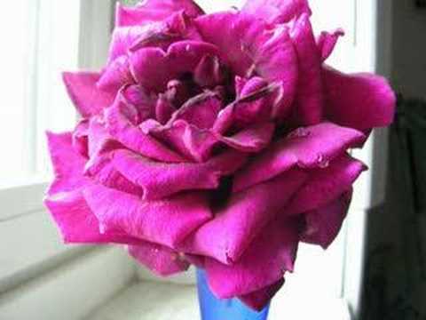 MA L'AMORE NO  -  EVA NOVA