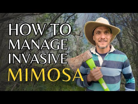 How to manage Mimosa: an invasive Acacia tree in Portugal