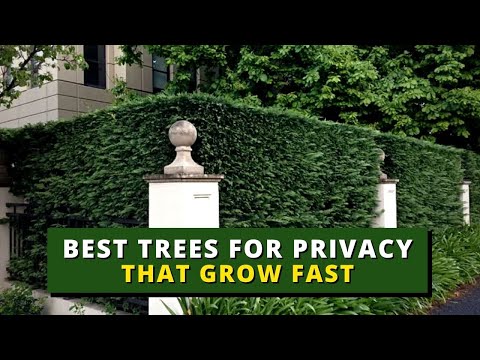 急速に成長するプライバシー保護に最適な木トップ 5 🌲🌳