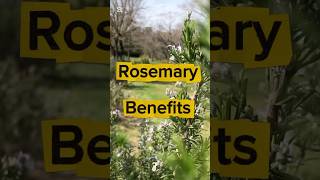 Download lagu Amazing Uses of Rosemary 🌿 | Natural Benefits #rosemary #rosemaryforhairgrowth mp3 Download lagu Amazing Uses of Rosemary 🌿 | Natural Benefits #rosemary #rosemaryforhairgrowth mp3