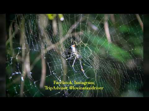 LOVINA TAXI DRIVER - NORTH BALI TOUR