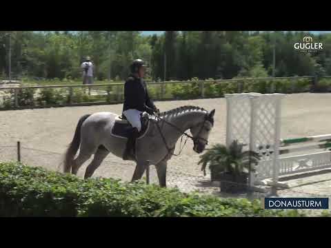 Trakehner Hengst "Donausturm" 2020 bei Gugler in Ising