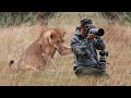 Lion Surprised Wildlife Photographers When He was Taking Pictures of a Pride