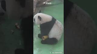 Fluffy 