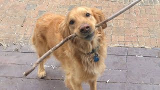 When your dog brings home a stick 🐶 😂 Funniest Dog Ever!