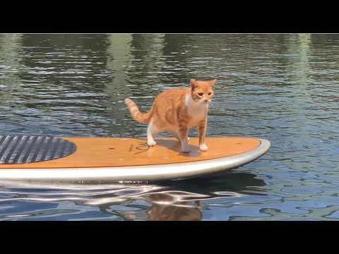 Marlin, the cat-dog, goes Paddle Boarding!!