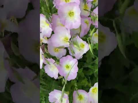 園芸 ピンクの月見草、ピンクの月見草、ピンクの月見草