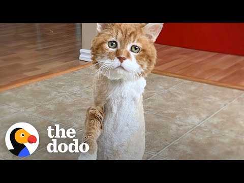 Stray, Three-Legged Cat Who Spent 9 Winters Outside Has ...