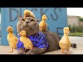 Aaron 039 s Animals NEW VIDEO COMPILATION 20 Aaron 039 s Animals NEW VIDEO COMPILATION 20