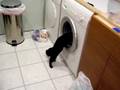 Cat Against Washing Machine
