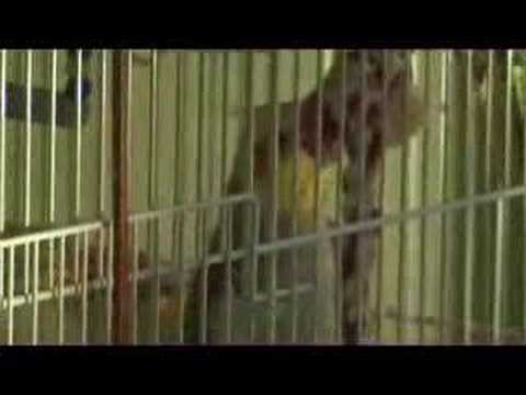 Bob the cockatiel whistling La Cucaracha