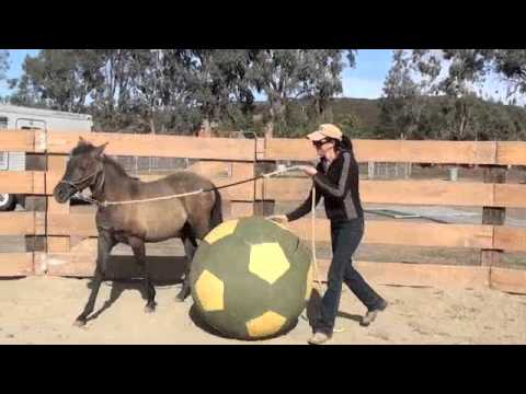 Cibola 2012 Ametza PRE Filly