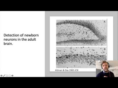Thumbnail for the Adult Neurogenesis Talk for TechFest Aberdeen