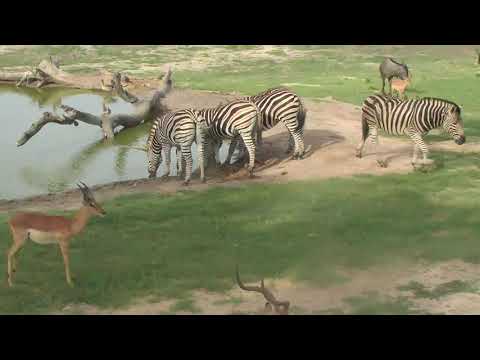 Djuma: Impalas, Nyala, Wildebeest and Zebras - 16:16 - 12/31/18