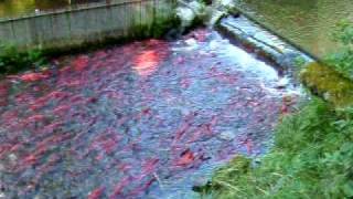 preview picture of video 'Kokanee Spawning Part 2'
