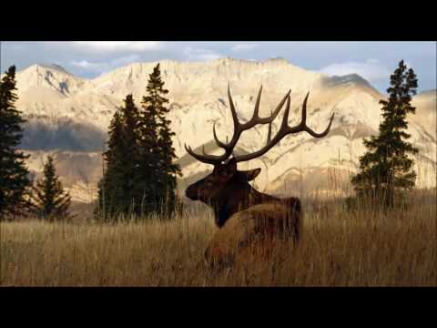 Bull Elk Bugling for Relaxation and Meditation