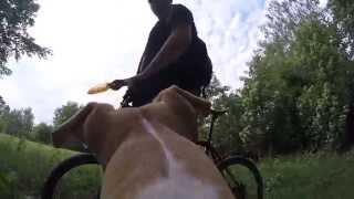 preview picture of video 'DIY GoPro Hero Dog mount testing'