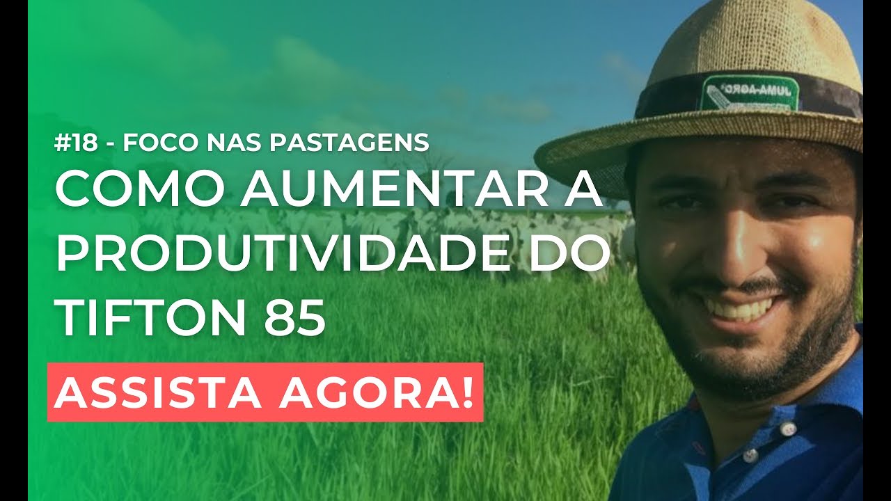 Como aumentar a produtividade do Tifton 85 | Foco nas Pastagens #18