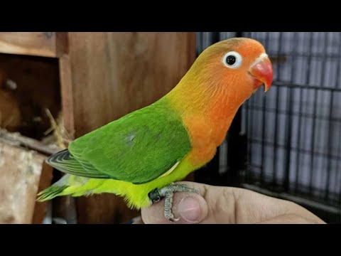 Fischer Lovebird Talking & Singing - Green Fischer Lovebird Sounds