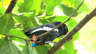 Download lagu SI OTAN | SUARAKU MERDU GAYAKU MENAWAN (06/08/18) 3-3 mp3