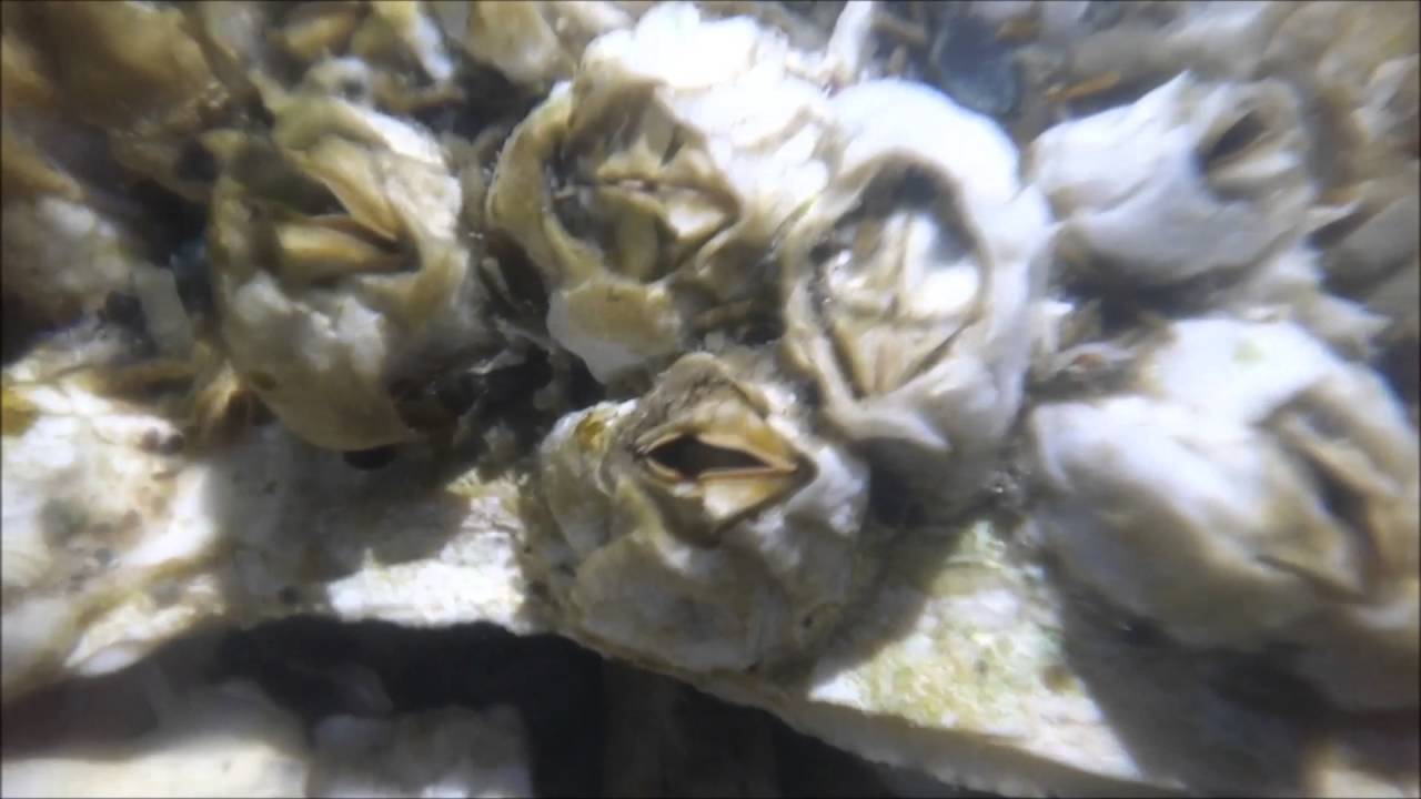 Micro Lens // 15x Magnification video thumbnail