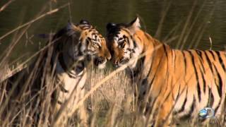 Rewriting the Rules of Tiger Behavior | Tigress Blood
