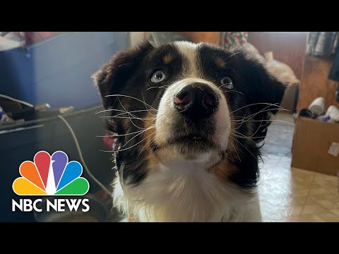 Watch: Nanuq the Australian shepherd reunited with owners after Alaska trek