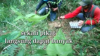 Download lagu Cara Memikat burung cucak kopi sekali pikat langsung dapat banyak mp3