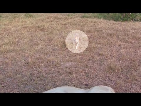 Le persone in auto sono impietrite dalla paura. 45 minuti dopo possono tirare un sospiro di sollievo