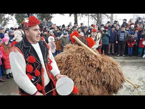 Ursul de la Bădeni la Festivitatea de Ajun de Anul-Nou din 31 Decembrie 2021 comuna Scobinți...❤🐻