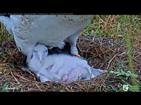 Close-up With Royal Albatross Chick At 10 Days Old | DOC | Cornell Lab – Feb. 4, 2022