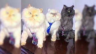 Daniela Cardone y los secretos sobre sus gatos embalsamados en la mesita de luz