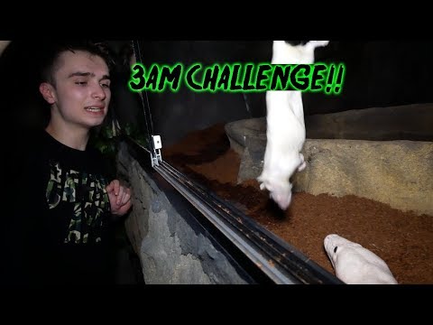 FEEDING HUGE SNAKES at 3AM!!! (3am Challenge) Video