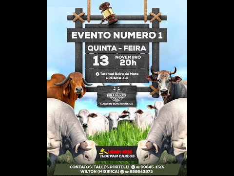 Leilão de Reinauguração Beira da Mata Leilões - Uruana GO - Leilão de Gado de Corte em Goiás  #gado