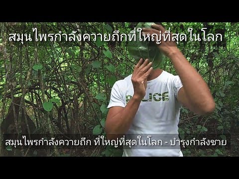 ยาโป๊ราคาถูก ราคาของค้อนของ ธ อร์ในยูเครน