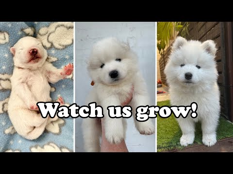 Samoyed Pups
