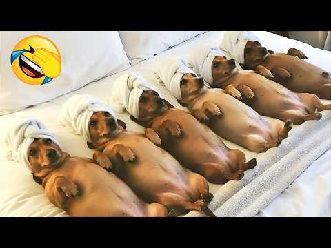 INSANELY FUNNY DOGS & CATS VIDEOS 2026😂Most Hilarious Animals Moments🐶🐱