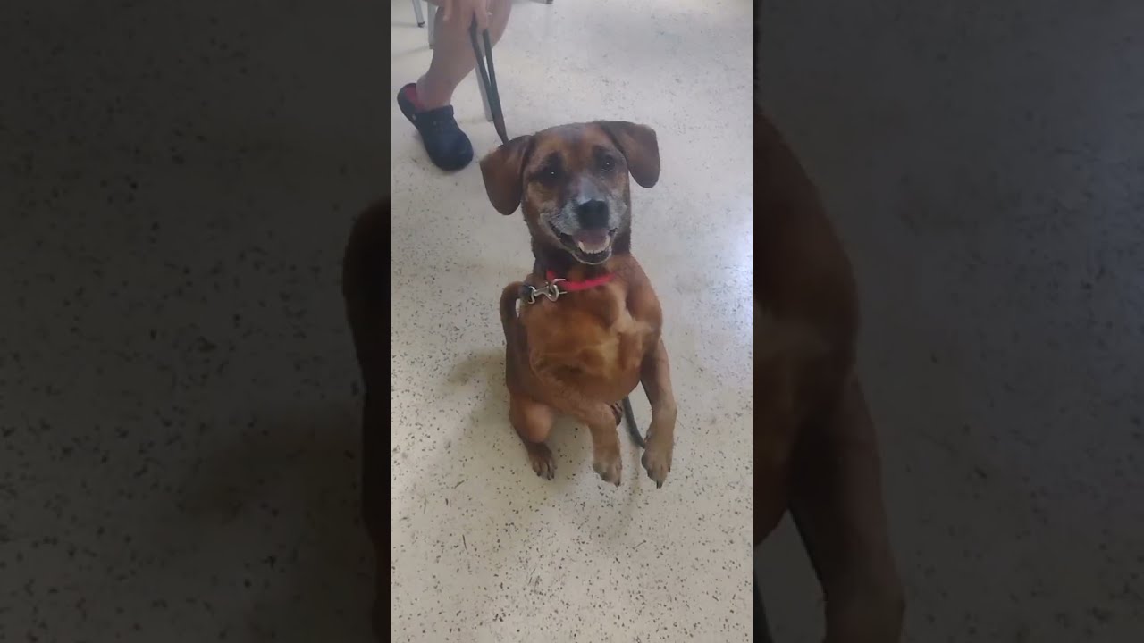 Enlarge Scrappy, an adopted mixed breed in Carthage, IL video 2/5