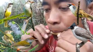 Download lagu suara Burung kecil buat pikat anti zonk mp3
