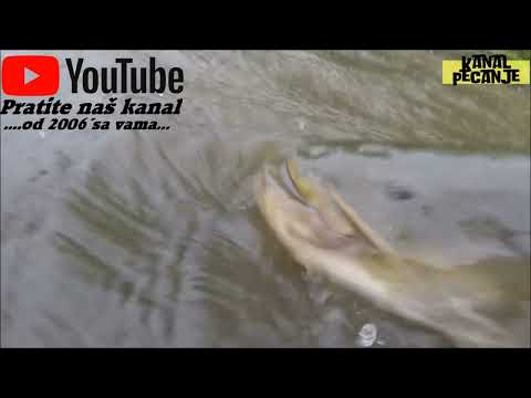 Varaličarenje soma na kašiku KANAL PECANJE SOM SILURE