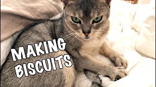 Abyssinian cat making biscuits | CUTE CAT CLEO