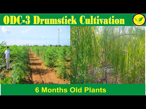 ODC 3 Drumstick  Cultivation Field  (6 month old) by Indian Agri Farm  call  9976234926 / 9619091811