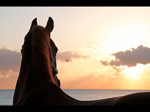 Incredible destination; LGCT Miami Beach 2016