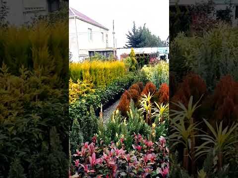 Feyzulla Dekorativ ağaclar 0504725202